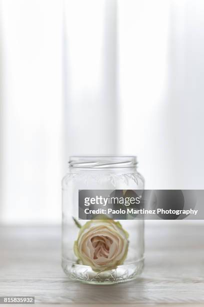white rose into glass jar on table - vetro stock-fotos und bilder