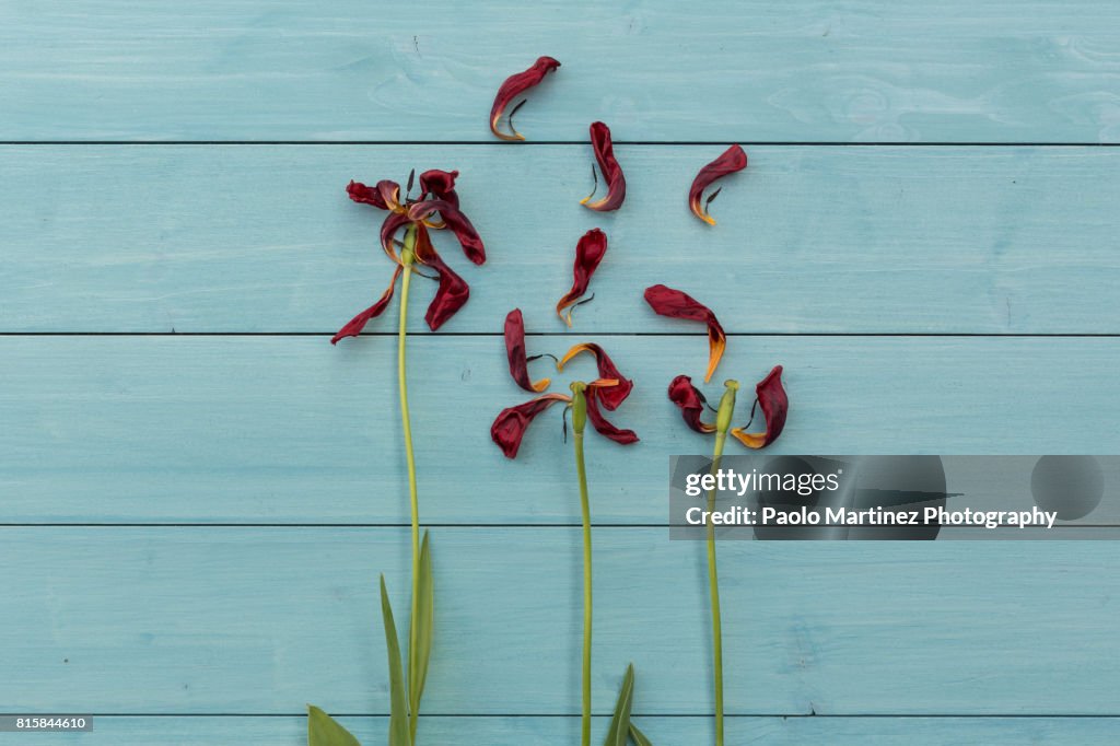 Withered tulips on blue wood background