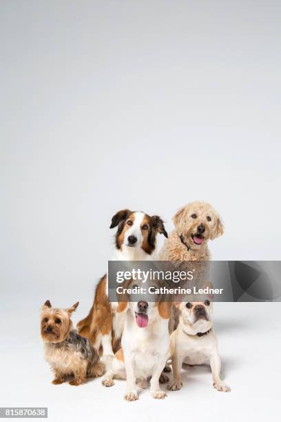 group of dogs sitting in white studio - cane di razza foto e immagini stock
