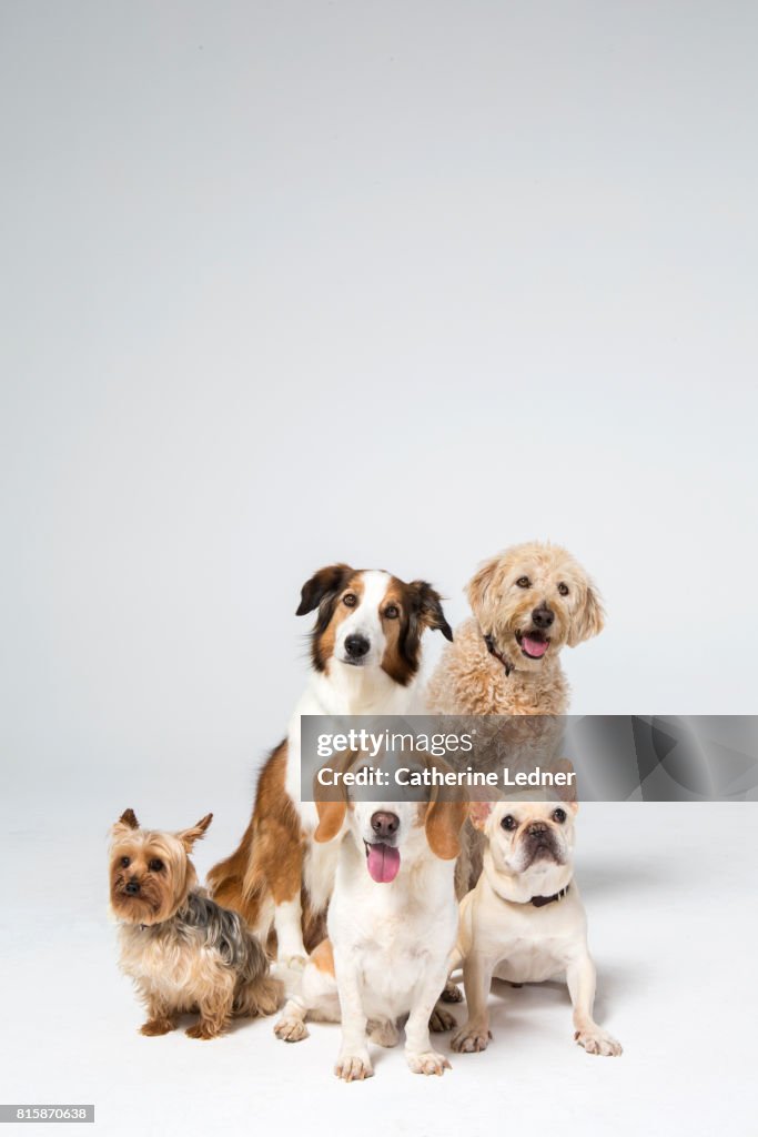 Group of dogs sitting in white studio