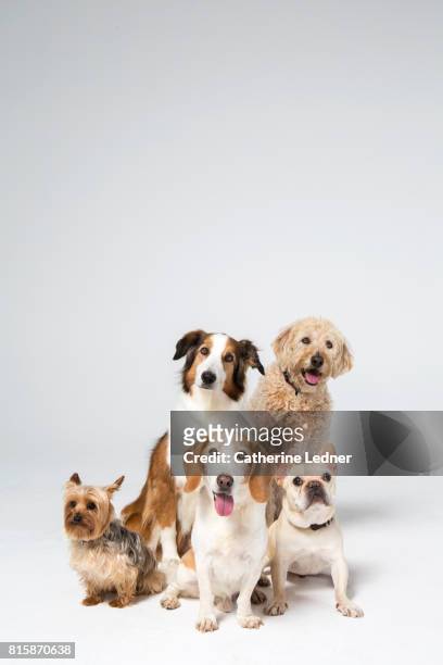group of dogs sitting in white studio - purebred dog stock pictures, royalty-free photos & images