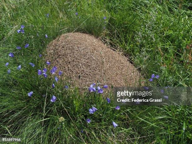 anthill surrounded by bellflowers - myrstack bildbanksfoton och bilder