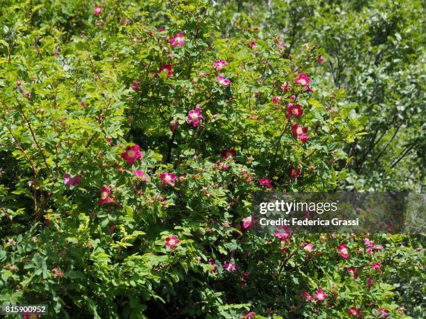 Roses In Forest 756 Alpine Roses Stock Photos, High-Res Pictures, and Images - Getty Images