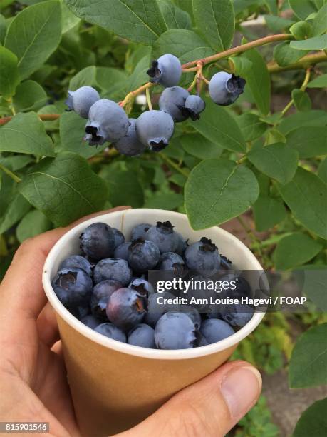 human picking blueberry in cup - lifestyle stock pictures, royalty-free photos & images