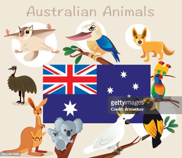 ilustraciones, imágenes clip art, dibujos animados e iconos de stock de australian los animales - adelaida