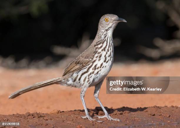 brown thrasher - sichelspötter stock-fotos und bilder