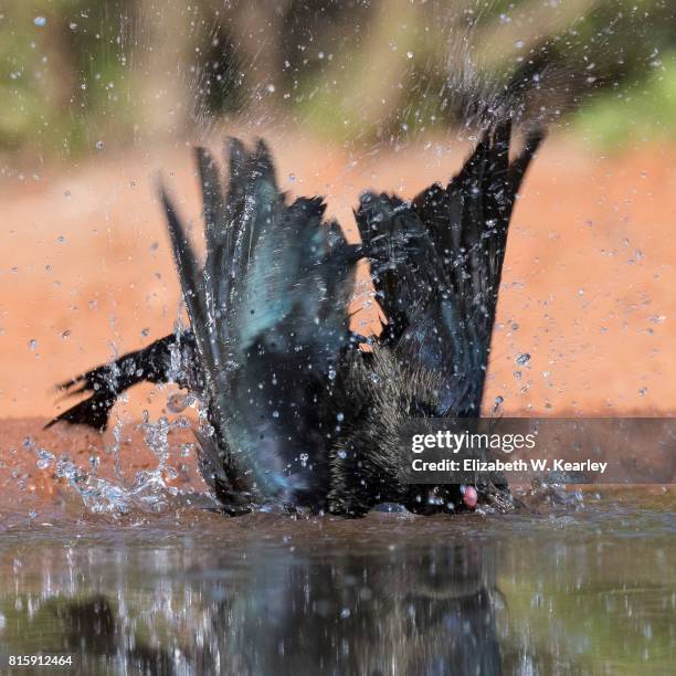 cowbird taking a bath - cowbird stock pictures, royalty-free photos & images