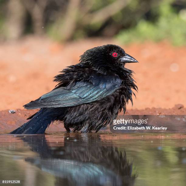 wet cowbird - cowbird stock pictures, royalty-free photos & images