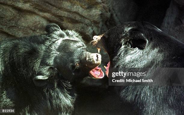 Two black bears face off March 22, 2001 at the Denver Zoo in Denver, CO. Blue-chip stocks slumped today, holding the Dow Jones industrial average in...