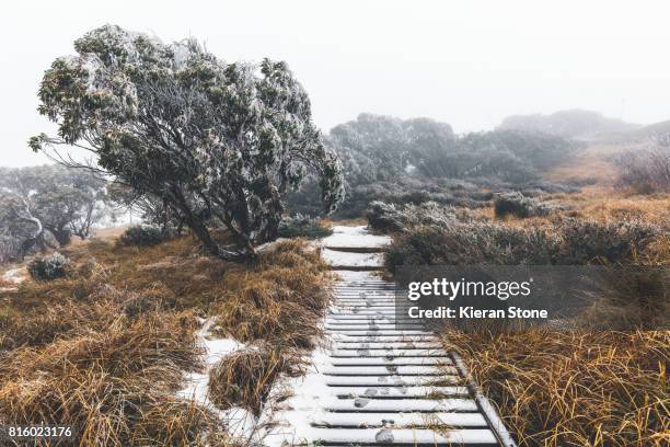 hiking path through the frosty fog - snow victoria australia stock pictures, royalty-free photos & images