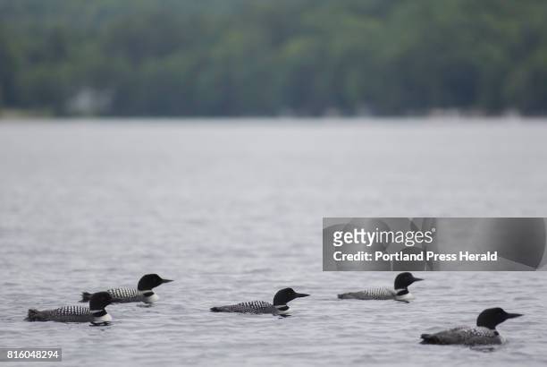 Loons on Crescent Lake Saturday morning spotted by Nathan Kimble and his son, Alex, during their half-hour loon count Saturday morning. Over 850...