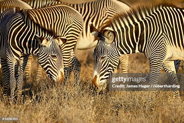 group of grevy's zebra (equus grevyi) grazing, samburu national reserve, kenya, east africa, africa - grevys zebra stock pictures, royalty-free photos & images