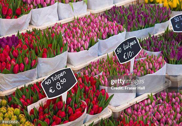 tulips for sale, amsterdam - amsterdam market stock pictures, royalty-free photos & images