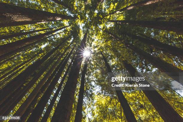 the great ocean road - giant sequoia stock-fotos und bilder