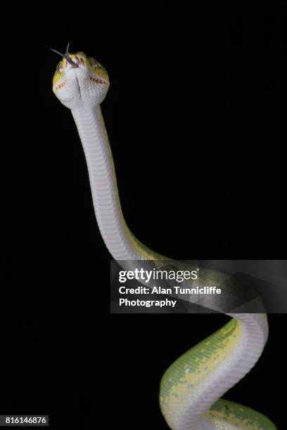 green tree python - michoacan state stock pictures, royalty-free photos & images