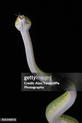 Green tree python Green tree python