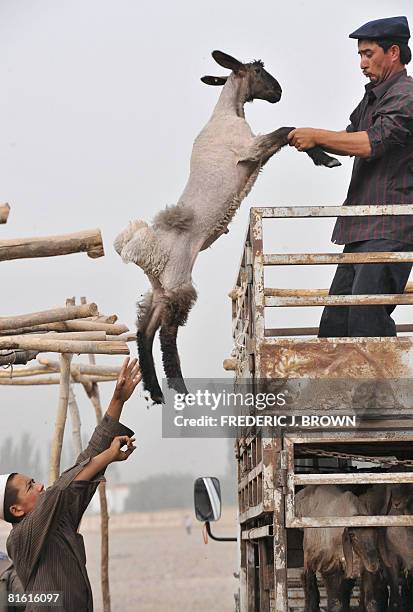 Sheeps are unloaded at the livestock market in Kashgar on June 15, 2008 in northwest China's Xinjiang Uighur Autonomus Region. Located west of the...