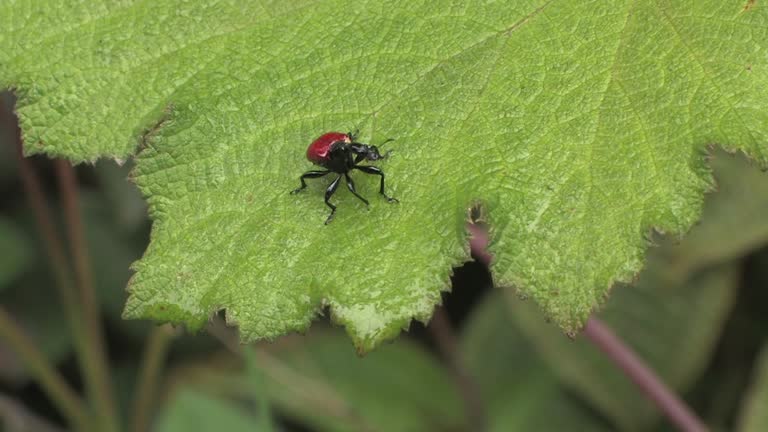 Weevil Flying 36 Giraffe In Madagascar Stock Videos, Footage, & 4K Video Clips ...