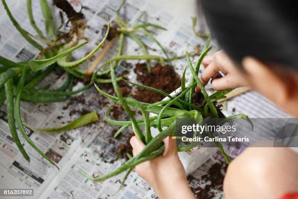 woman replanting aloe vera plants - aloe vera plant stock pictures, royalty-free photos & images