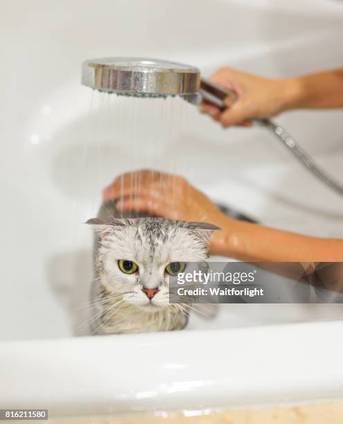 cat taking a bath - angry wet cat stock pictures, royalty-free photos & images