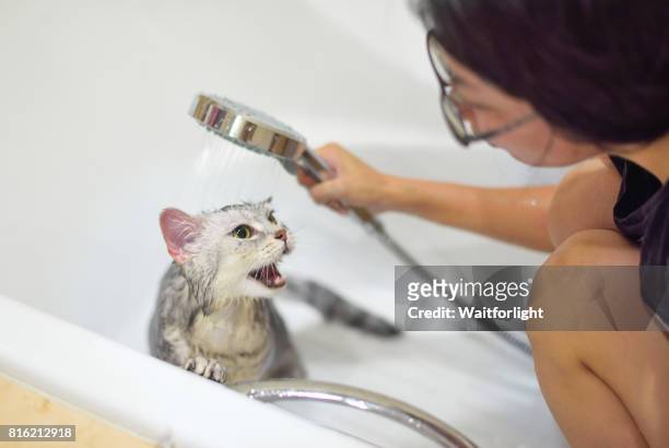 washing cat in bathtub - angry wet cat stock pictures, royalty-free photos & images