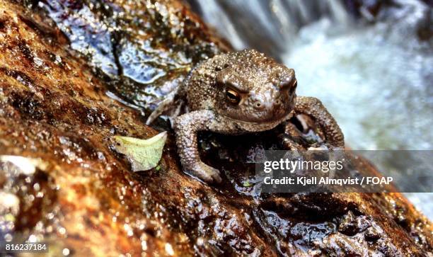 Toad Eating Insect 53 Frog Eating Insects Stock Photos, High-Res Pictures, and Images ...
