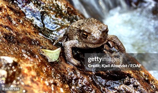 Toad on rock Toad on rock