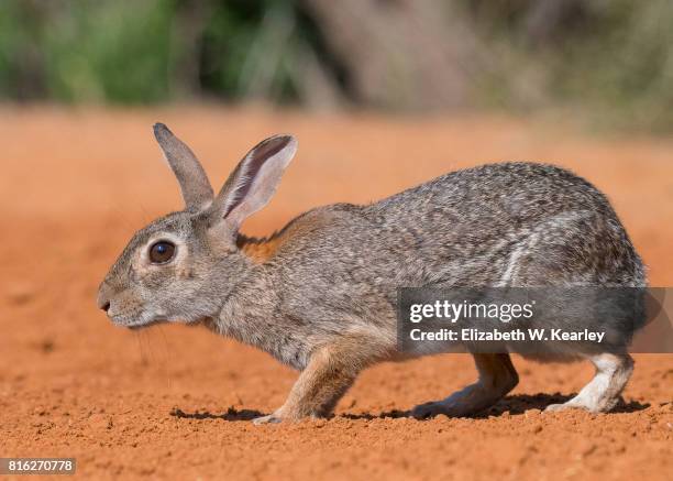 Desert Bunny Photos and Premium High Res Pictures - Getty Images