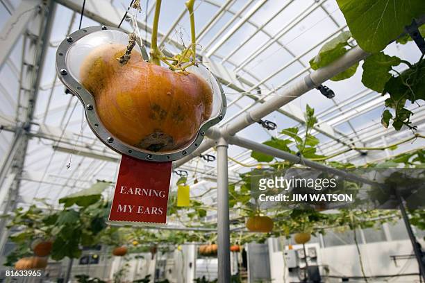Squash is grown into Mickey Mouse ears from a trellis at Disney World's Epcot Land Pavillion in Orlando, Florida, April 10, 2008. The Land Pavilion...