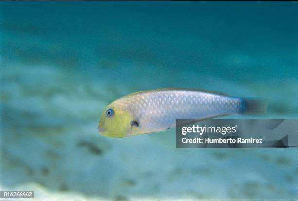 Baby Razorfish 272 Razorfish Stock Photos, High-Res Pictures, and Images - Getty Images