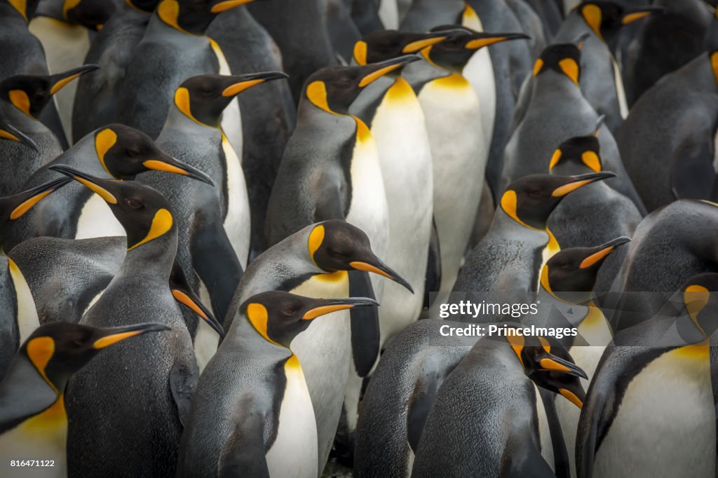 King penguins
