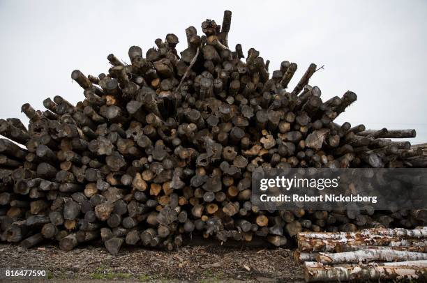 Cut hardwood logs lie stacked in a pile ready for cutting and splitting for firewood June 29, 2017 on land owned by Robert Marble in Charlotte,...