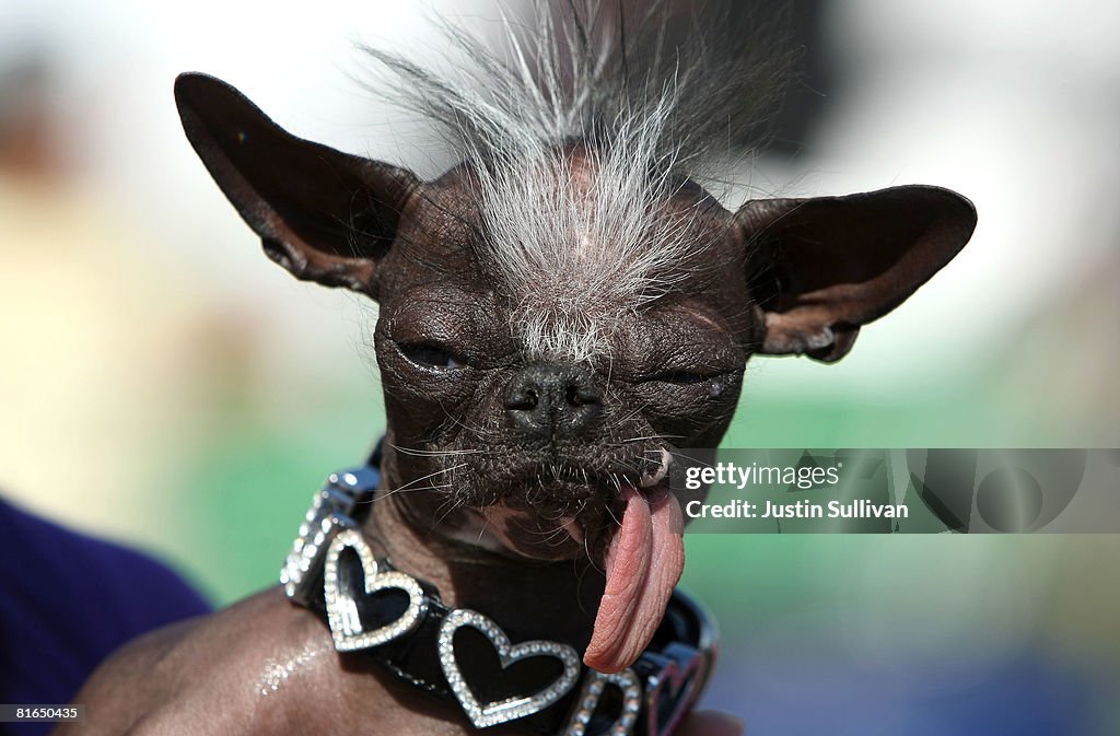 Sonoma-Marin Fair Host Annual Ugliest Dog Contest