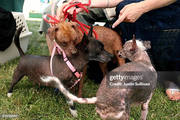 Three dogs mingle before the start of the 20th Annual Ugliest Dog Competition at the Sonoma-Marin Fair June 20, 2008 in Petaluma, California. Owners...