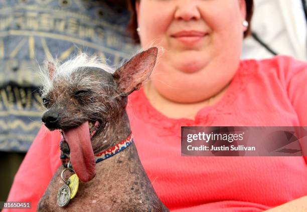 Heather Peoples of Phoenix, Arizona holds her Chinese Crested dog named Archie before the start of the 20th Annual Ugliest Dog Competition at the...