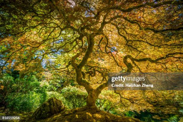 japanese maple tree  - ahorn stock-fotos und bilder