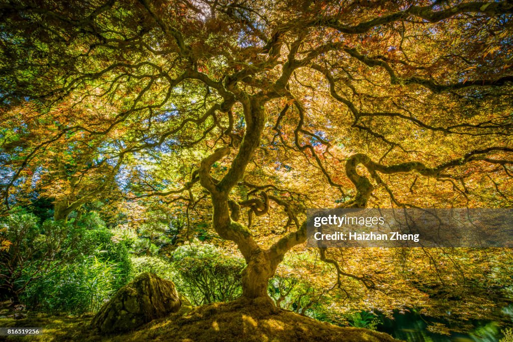 Arce japonés Tree 