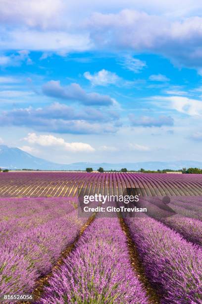 valensole-campos de lavanda - plateau de valensole fotografías e imágenes de stock