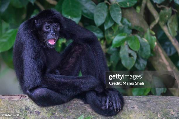black headed spider monkey - black headed spider monkey stock pictures, royalty-free photos & images