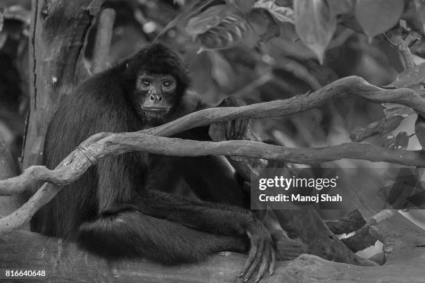 black headed spider monkey - black headed spider monkey stock pictures, royalty-free photos & images
