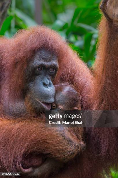 sumatran orangutan baby with mother. - orang utan stock-fotos und bilder