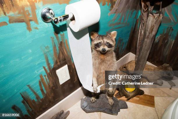 raccoon holding toilet paper in painted bathroom - waschbär stock-fotos und bilder