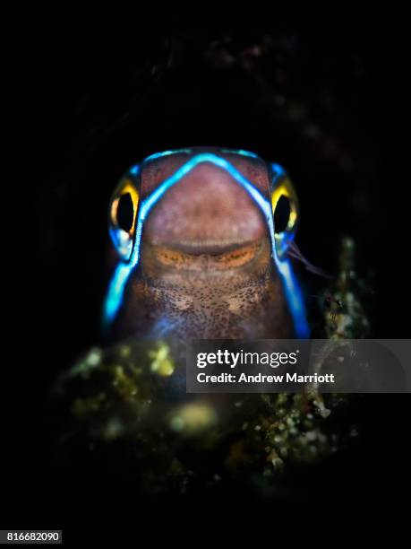 smiling fish with bright yellow eyes - blenny stock pictures, royalty-free photos & images