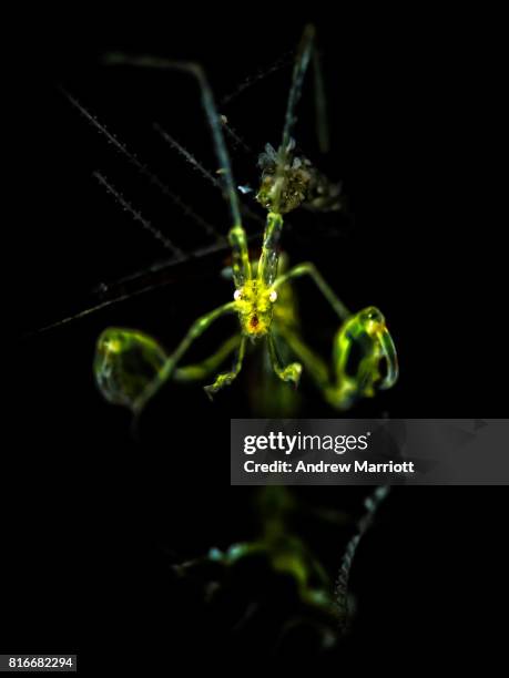 green skeleton shrimp - skeleton shrimp stock pictures, royalty-free photos & images