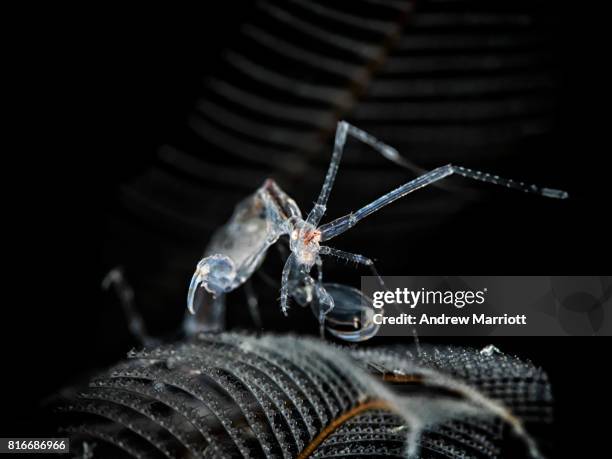 transparent skeleton shrimp on hydroid - skeleton shrimp stock pictures, royalty-free photos & images