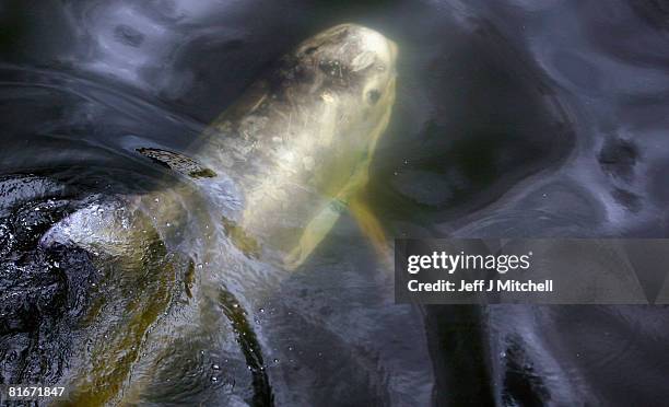 Dolphin swims in the River Clyde on June 23, 2008 near the city centre of Glasgow, Scotland. Marine experts monitoring the mammal identified it as a...