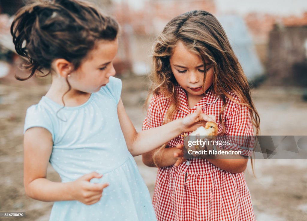 Two girls petting a little chicken