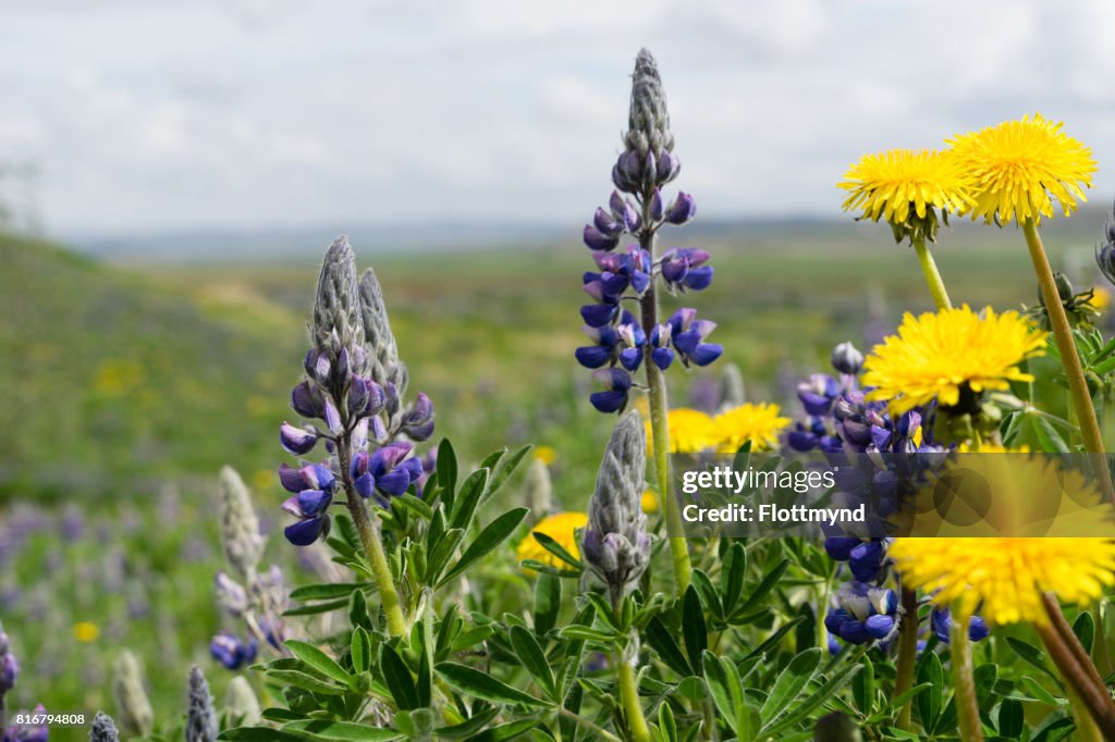 Dandelions and lupines, Iceland