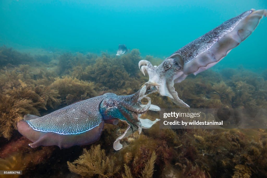 Female Cuttlefish Signalling Two Male Australian Giant Cuttlefish Fighting Over A Female During The ...