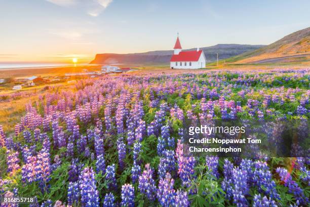 church and lupine field in summer, iceland - westfjorde island stock-fotos und bilder